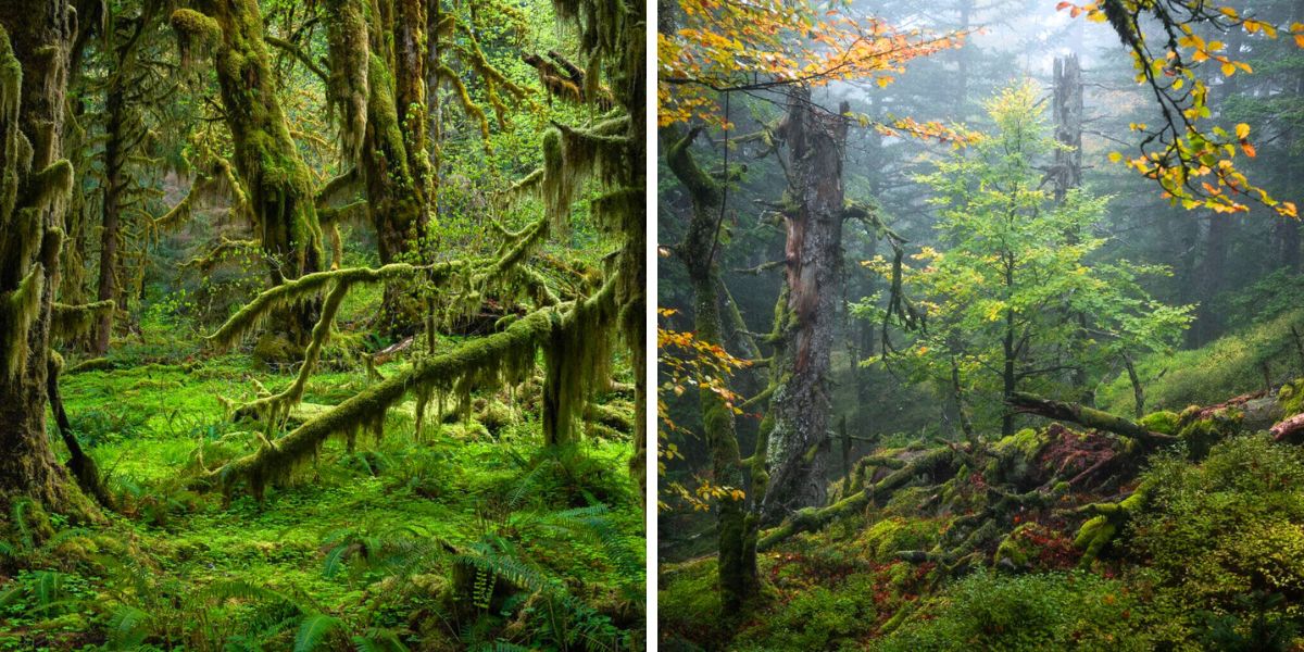 Forest greenery views by Frederic Demeuse Forest greenery views by Frederic Demeuse