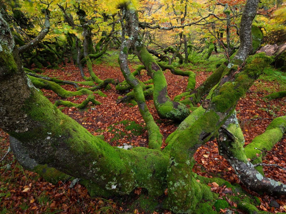 Mix of mossy trees and outdoor leaves Mix of mossy trees and outdoor leaves