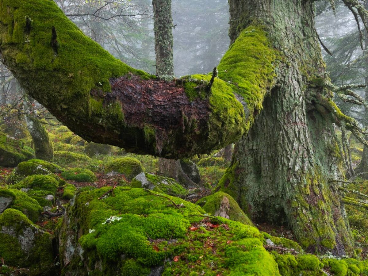 Ancient trees filled with moss