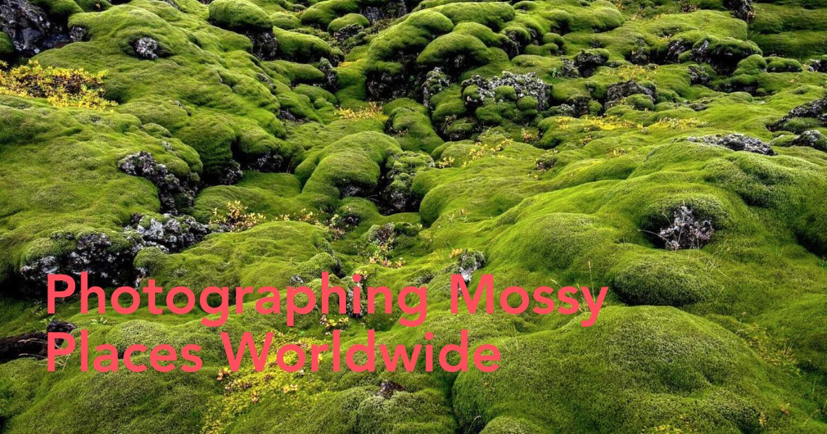 Mossy forests by Frederic Demeuse