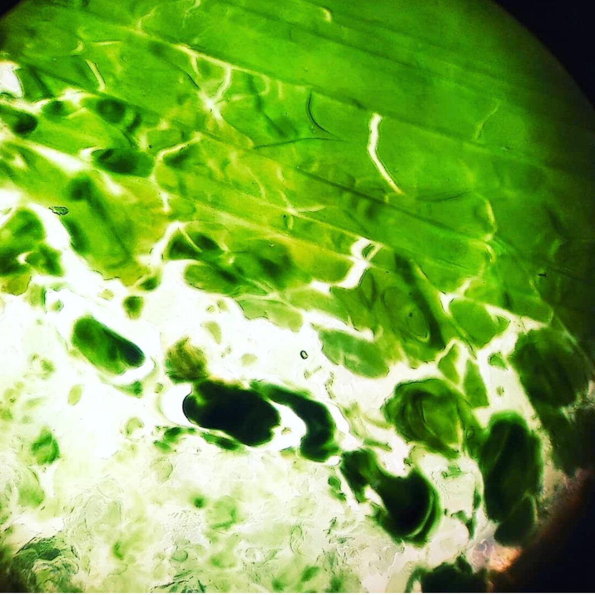Synechocystis cyanobacteria cells