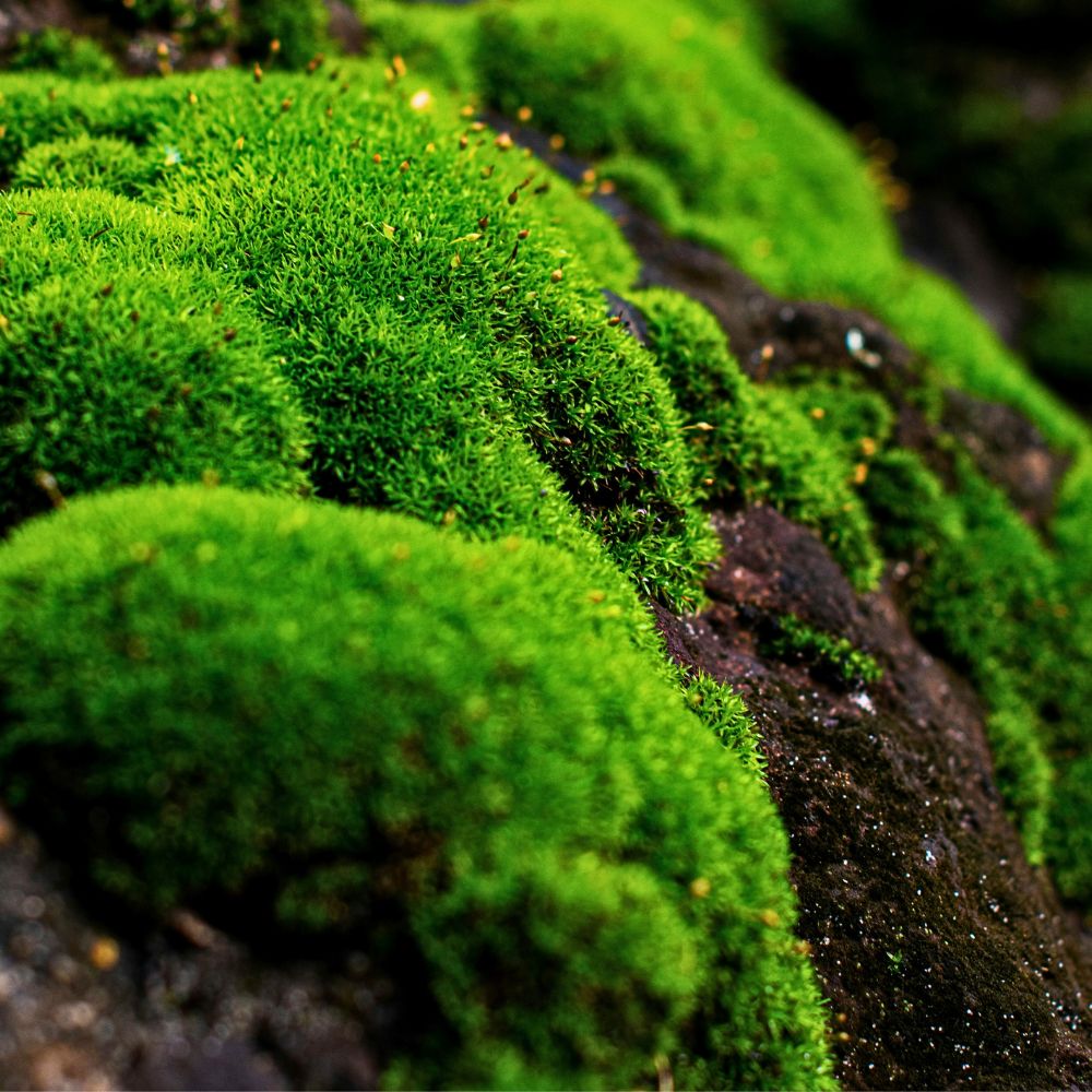 Here’s Why Moss Is One of Nature’s Most Underrated Ecological and Well-Being Superstars - Thursd Article