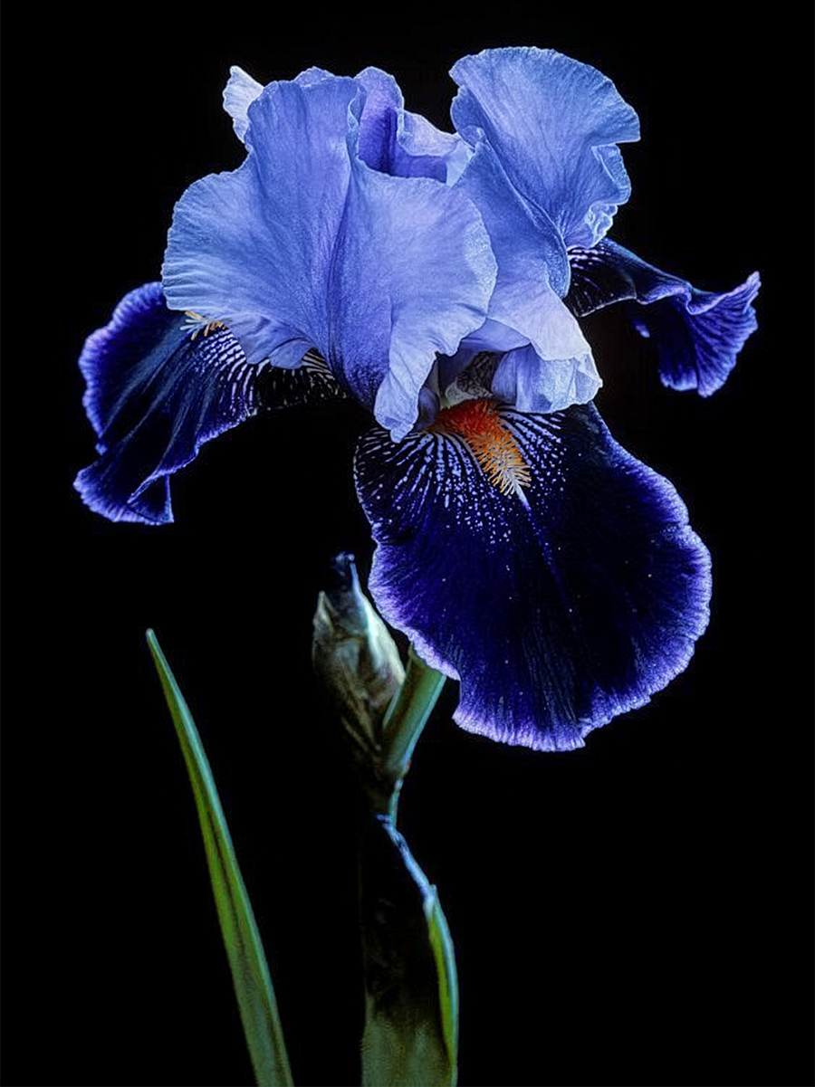 Blue Iris flower by Patsaleja Blue Iris flower by Patsaleja