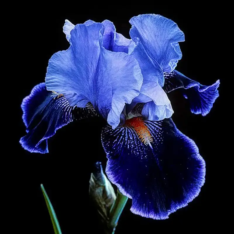 Blue Iris Flower Meaningb - Thursd Article featured image
