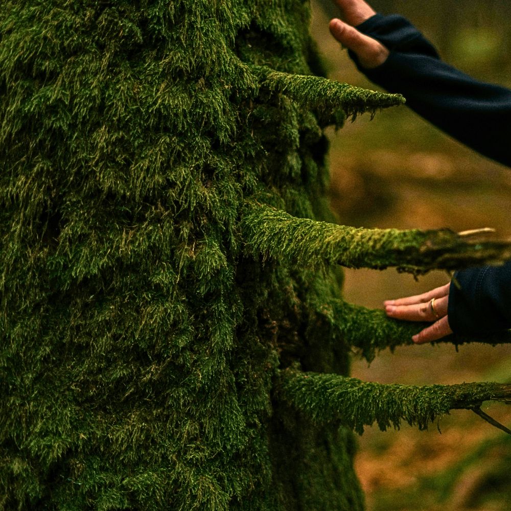 Here’s Why Moss Is One of Nature’s Most Underrated Ecological and Well-Being Superstars - Thursd Article