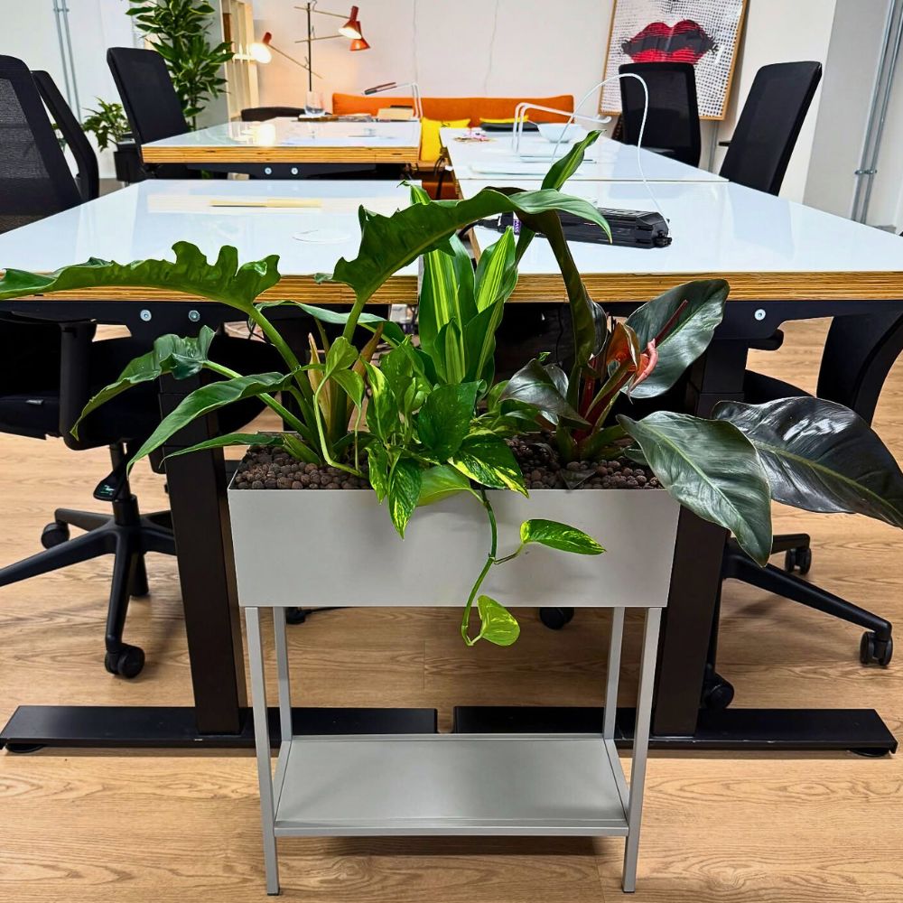 Improve Your Office Day With Plants and Flowers