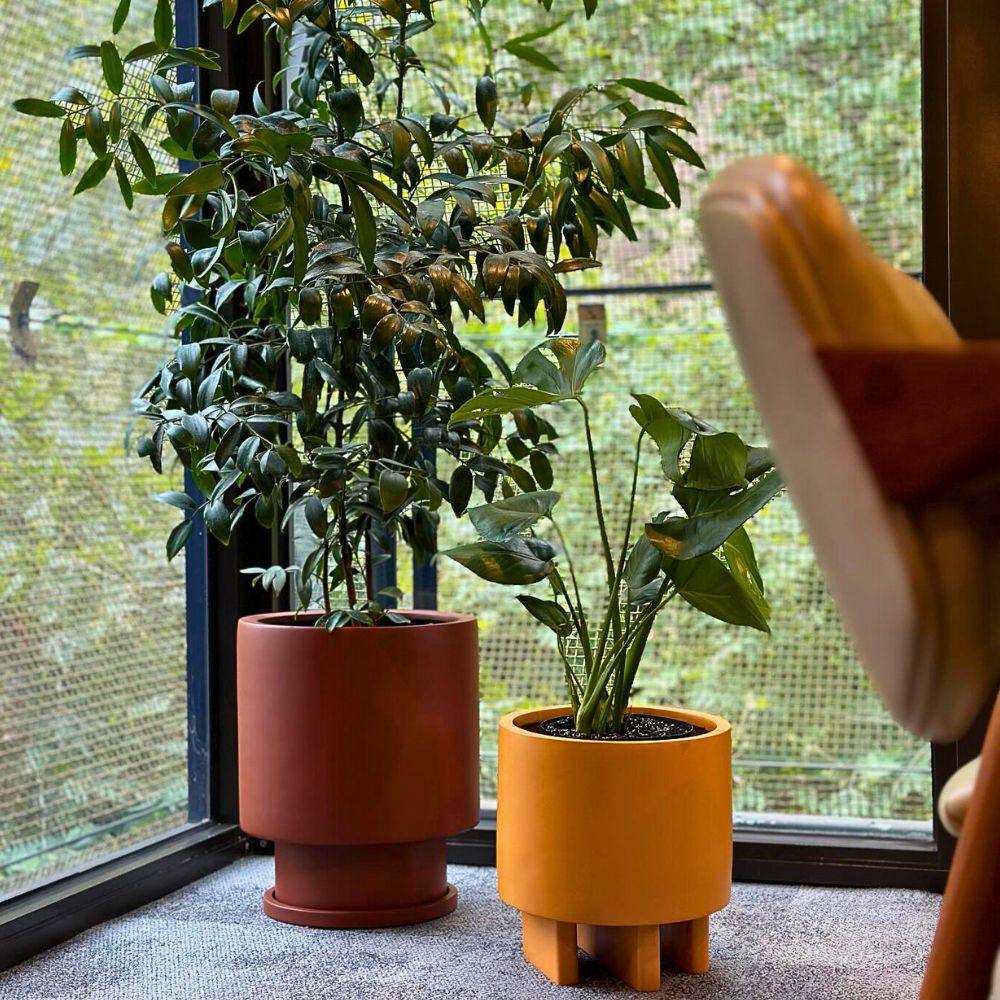 Improve Office Day With a Touch of Green Plants and Flowers