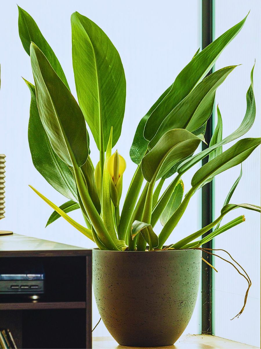 Improve Office Day With a Touch of Green Plants and Flowers