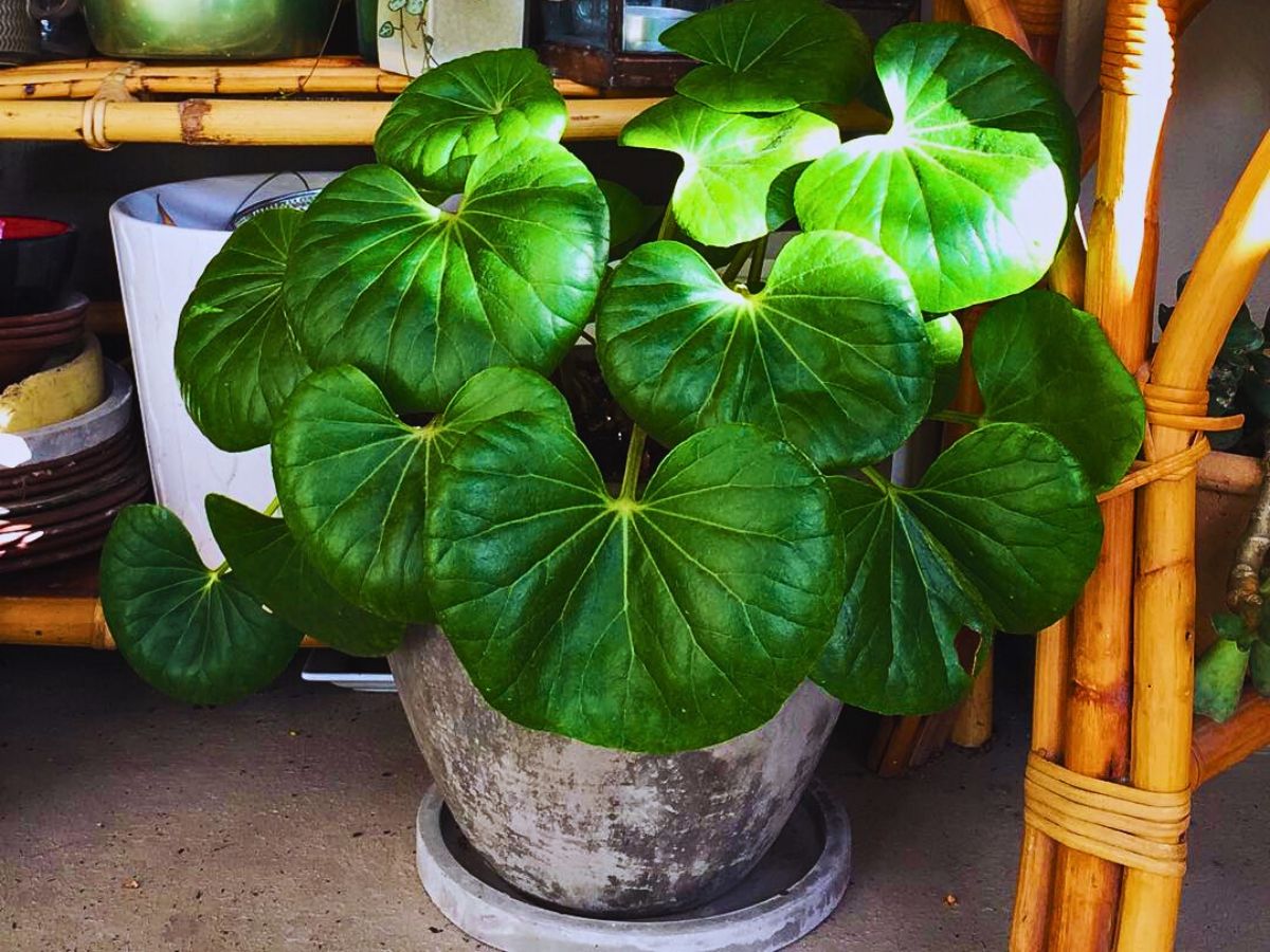 Improve Office Day With a Touch of Green Plants and Flowers