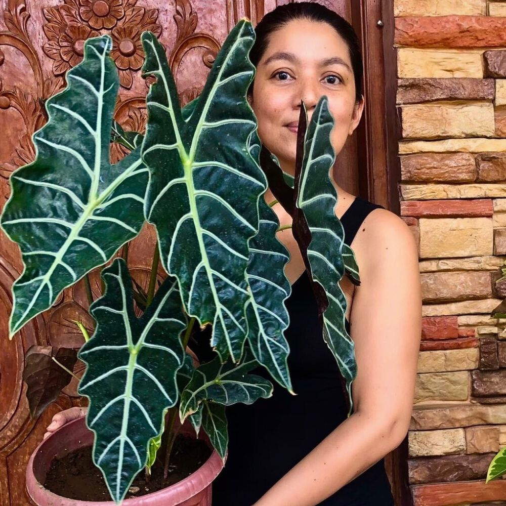 Improve Office Day With a Touch of Green Plants and Flowers