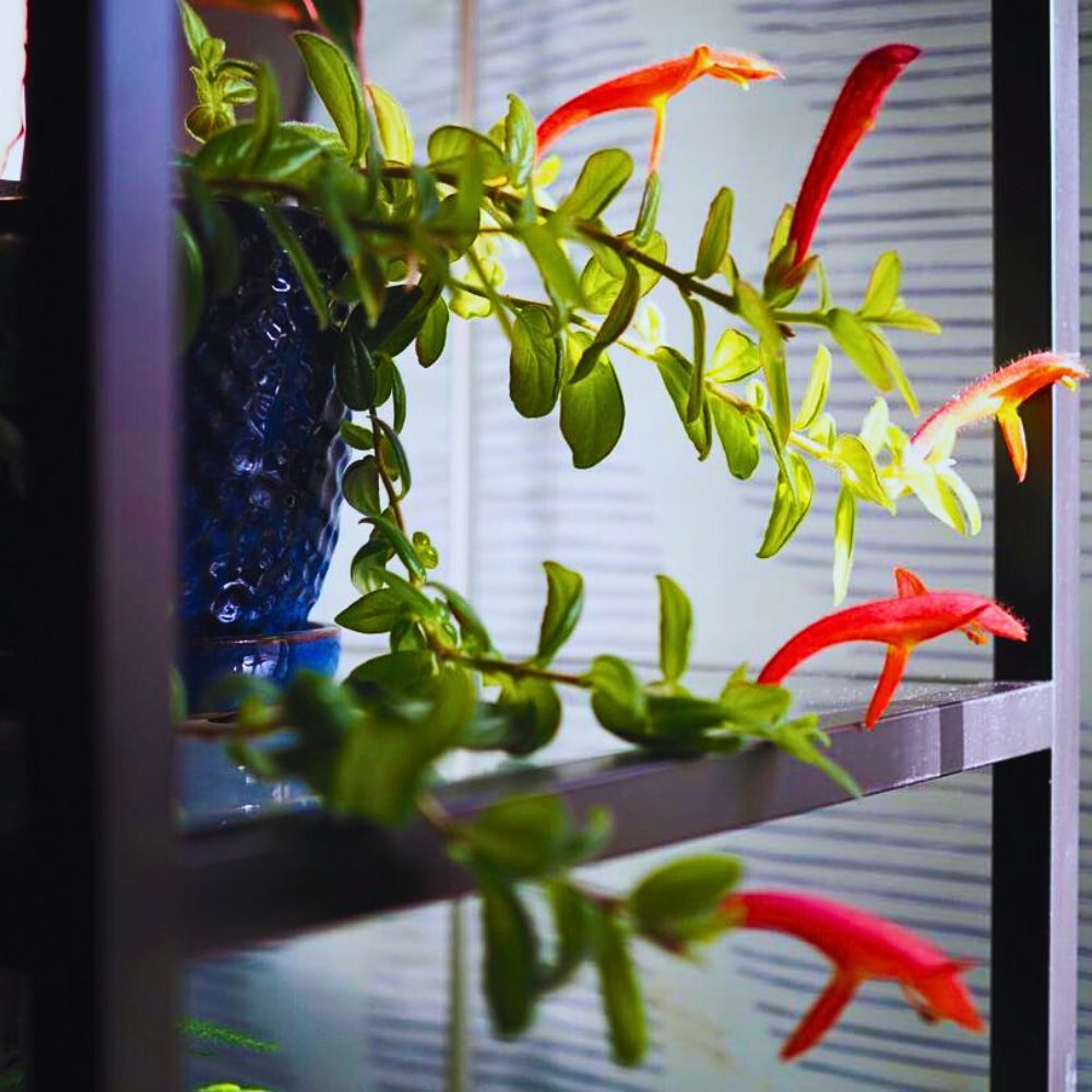 Improve Office Day With a Touch of Green Plants and Flowers