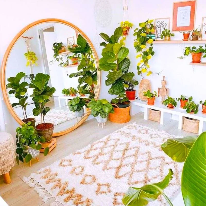 Living room plants