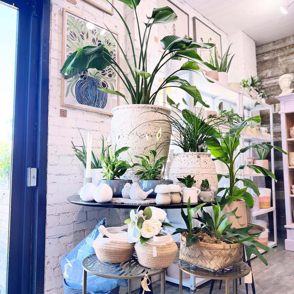 Assorted green plants and decor. Assorted green plants and decor.