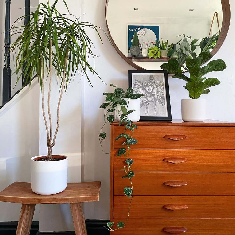 Plants on mid-century modern dresser and stool Plants on mid-century modern dresser and stool