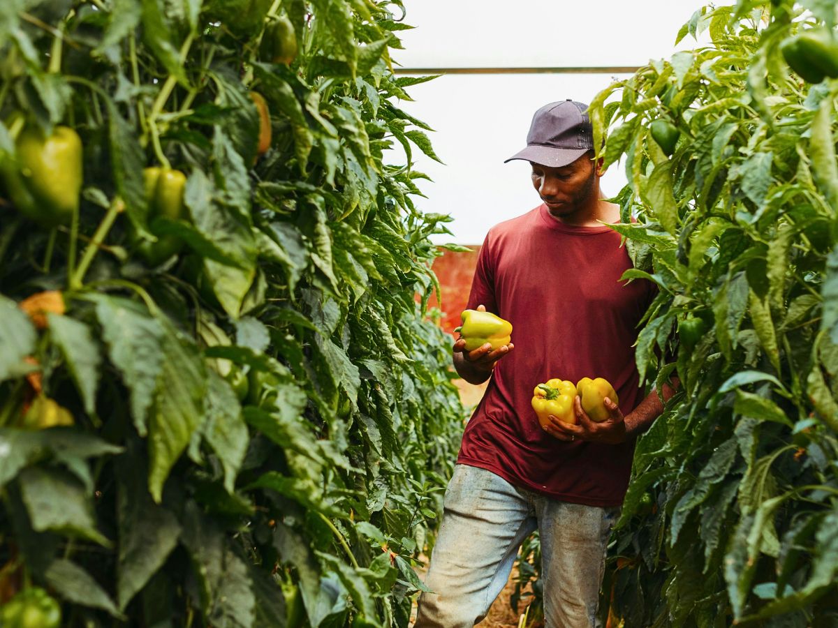 National Farmers Day Honors Farmers' Role