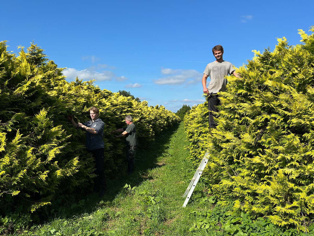 Snijgroenkwekerij van der Elst harvesting conifer trees