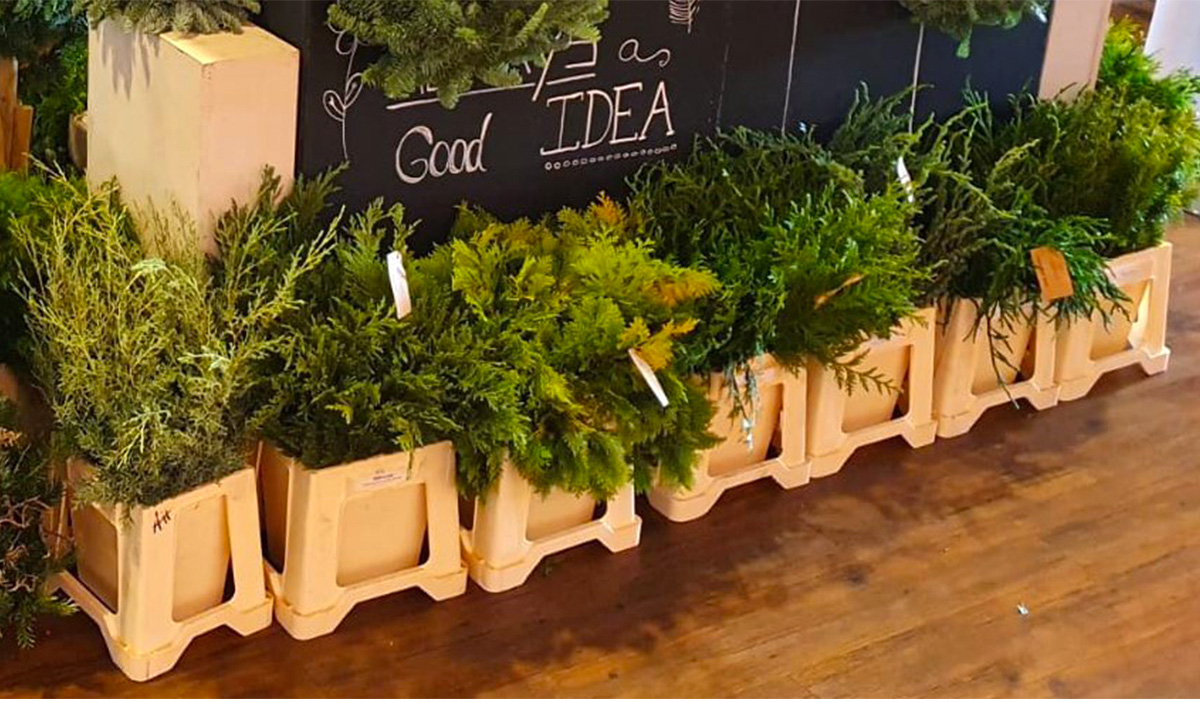 Conifer buckets at Snijgroenkwekerij van der Elst