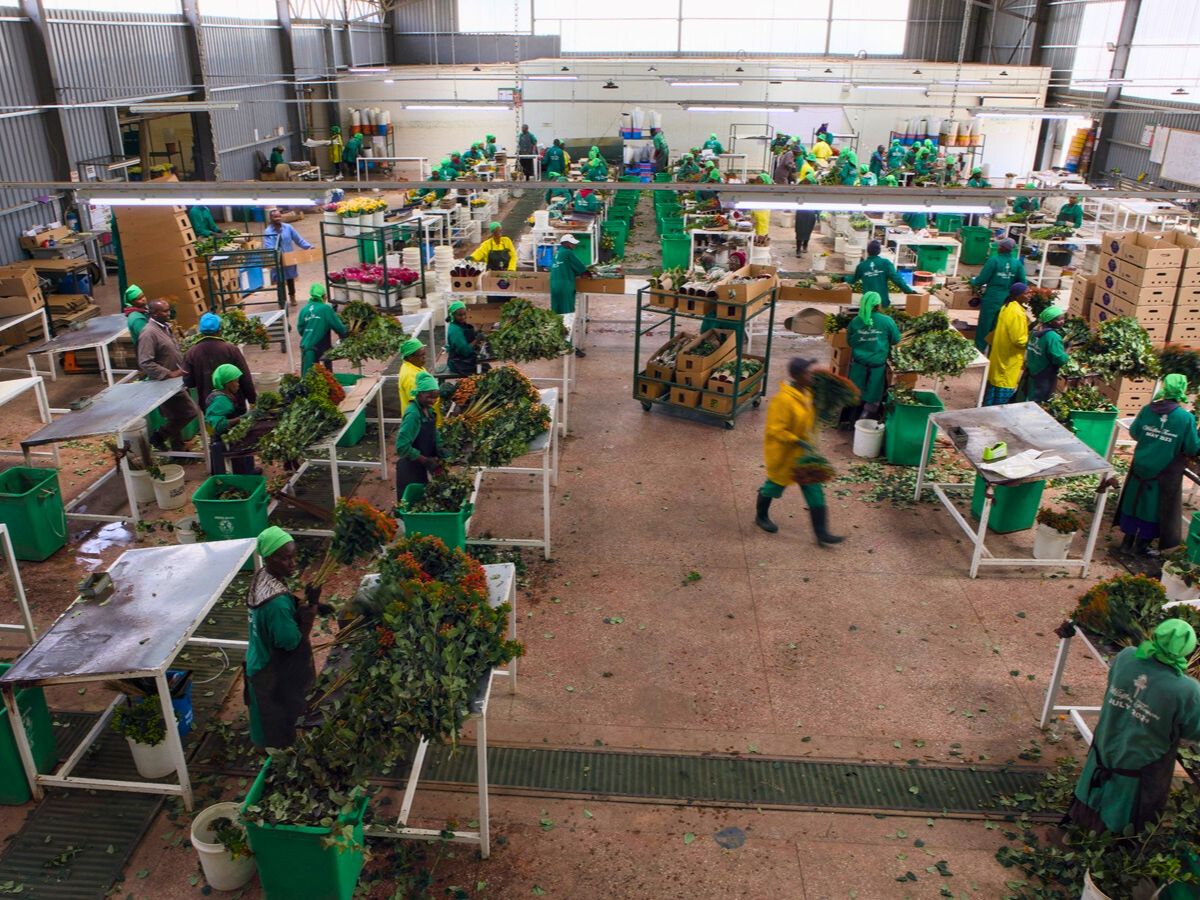 How Fairtrade Is Changing the Lives of Flower Farm Staff in Kenya - Thursd Article