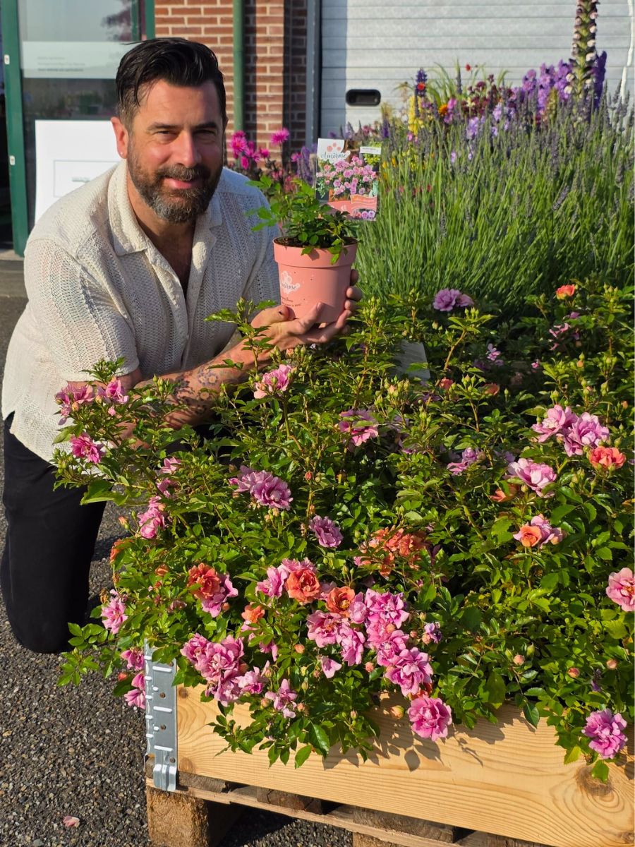 AmiRose – The Rose That Thinks It Is a Bedding Plant