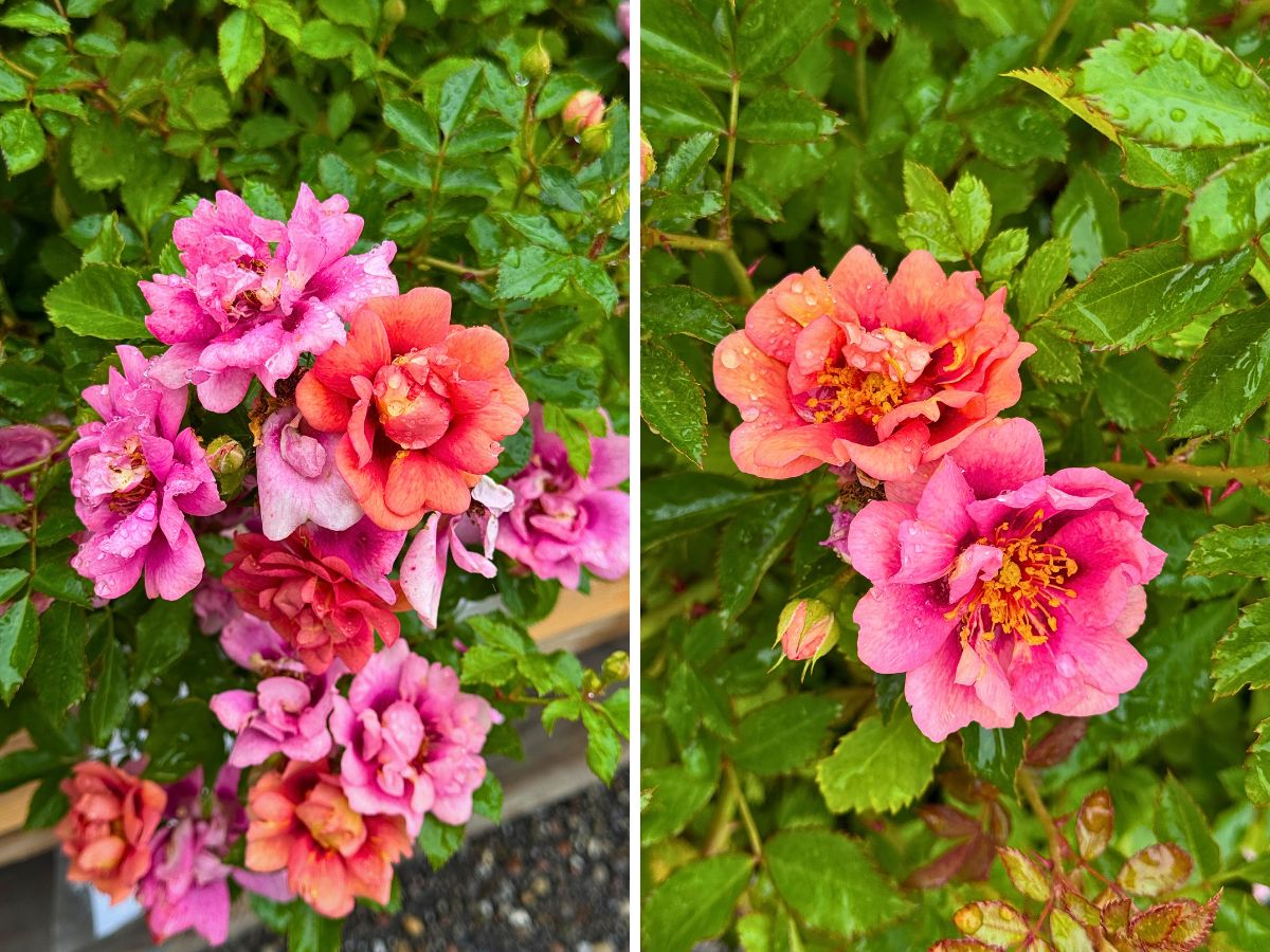 AmiRose the Rose That Thinks It Is a Bedding Plant, Giving Petunias a Run for Their Money.