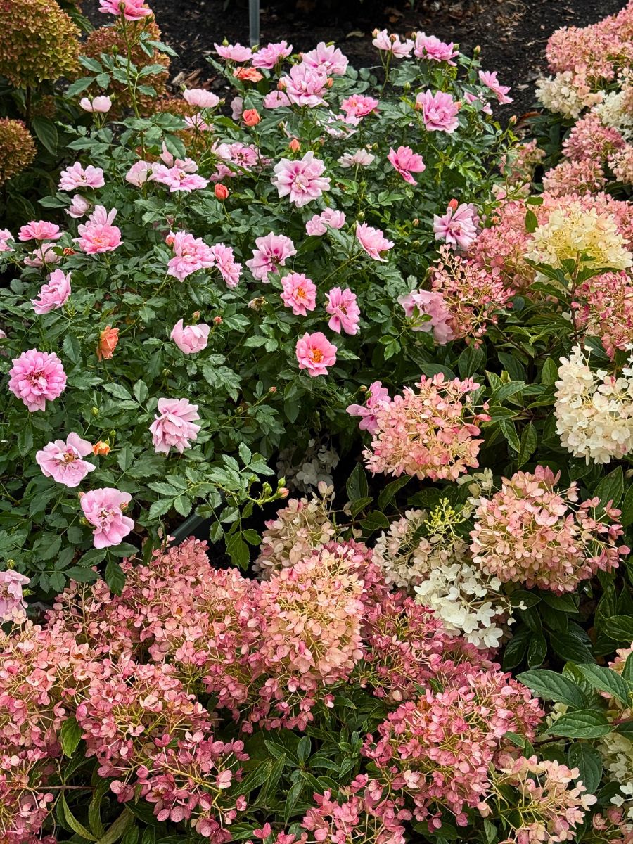 AmiRose the Rose That Thinks It Is a Bedding Plant, Giving Petunias a Run for Their Money.