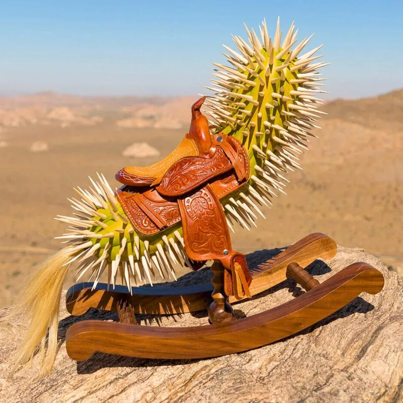 Cacti plant