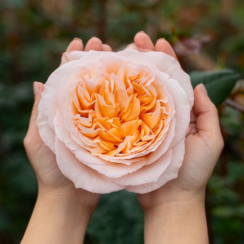 Garden roses