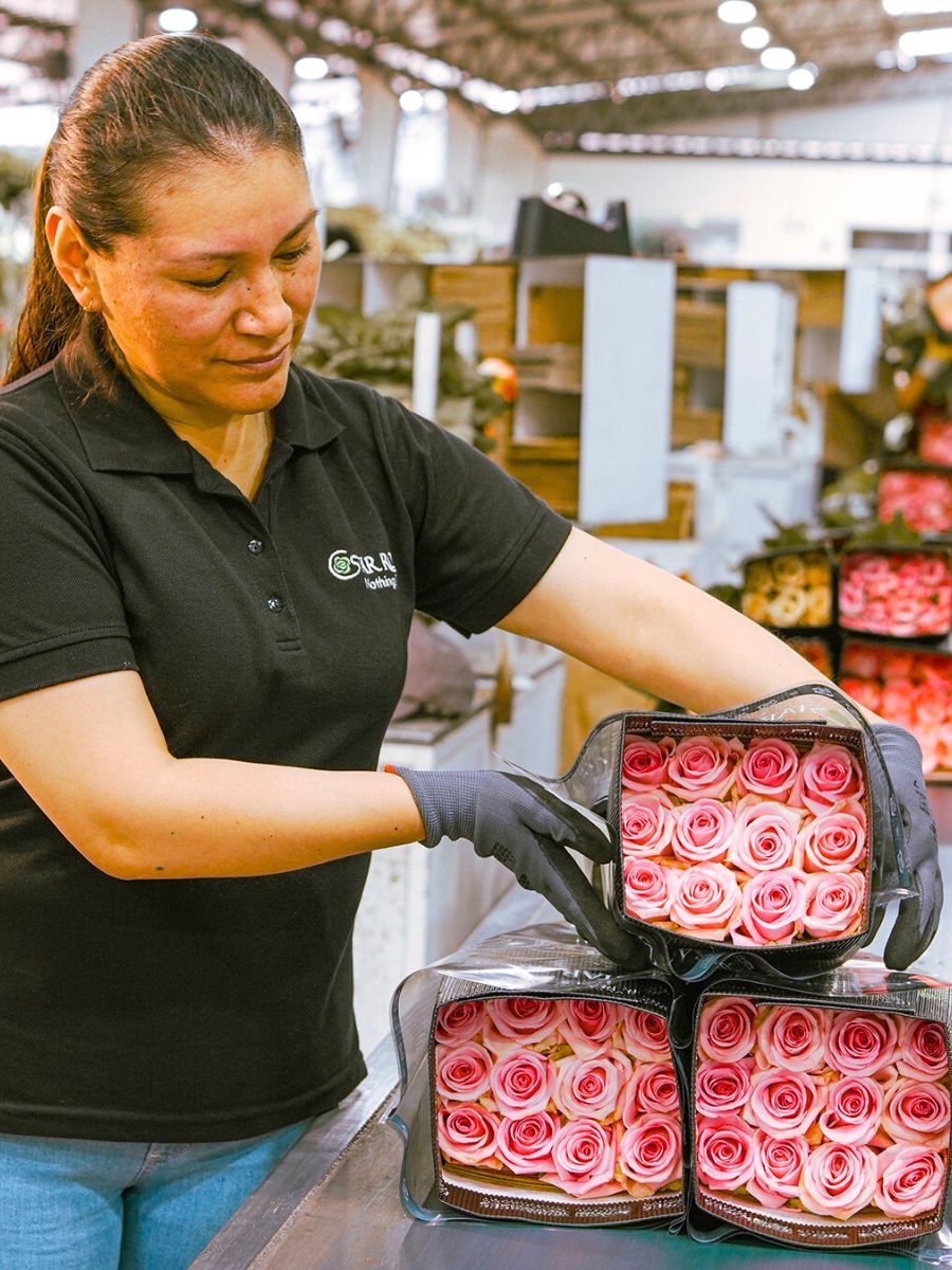 Packing roses at Star Roses