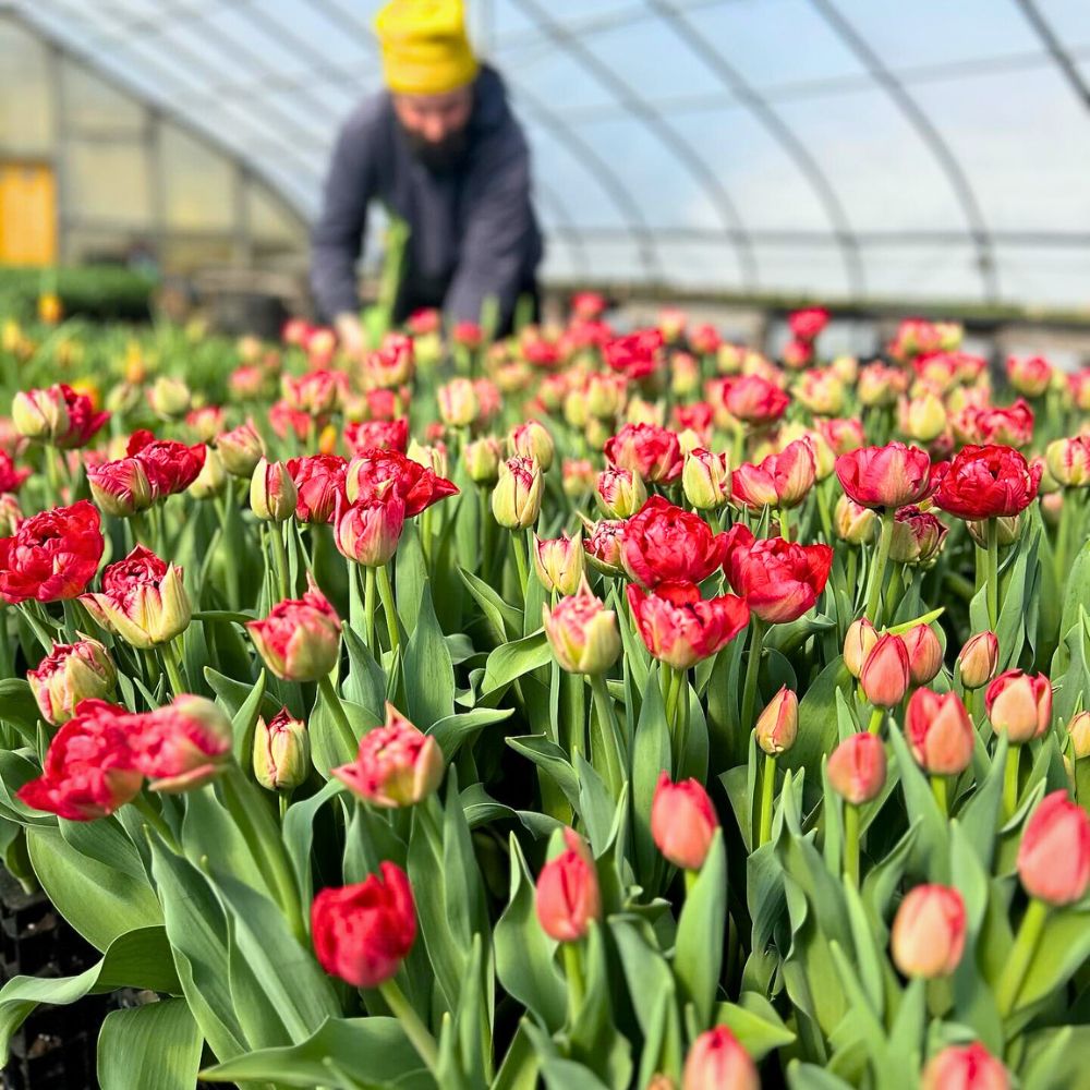 Plausible Reasons Why Everyone Is Falling for Sustainable Flowers