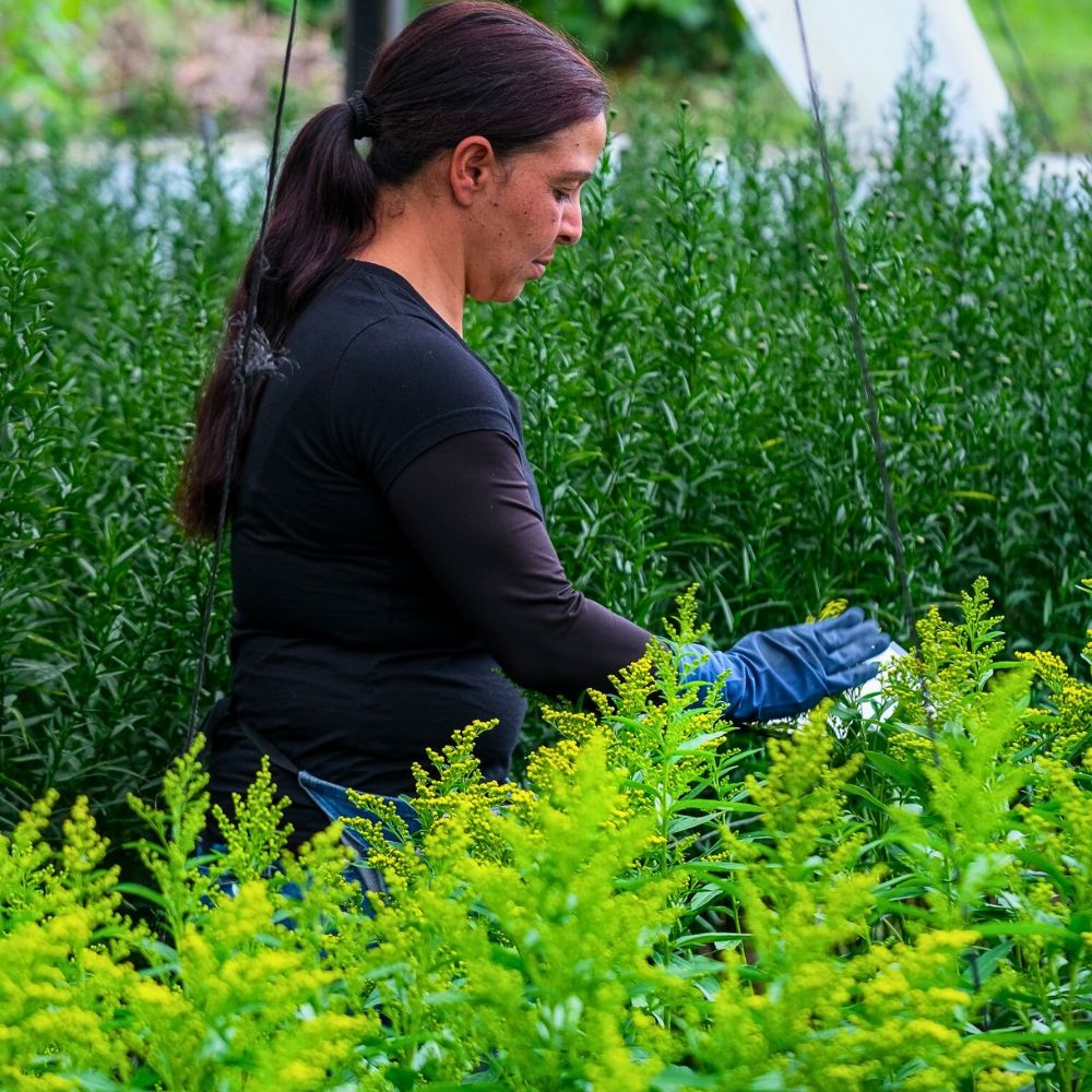 Plausible Reasons Why Everyone Is Falling for Sustainable Flowers