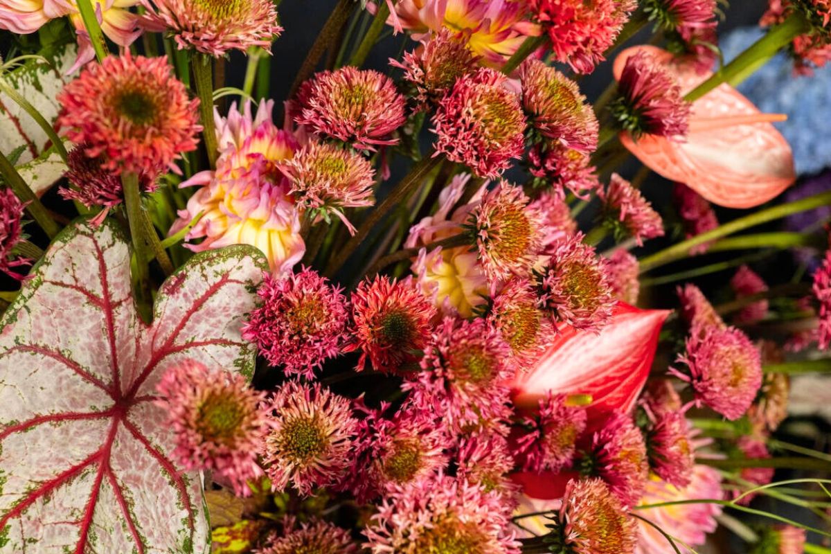 A closer look at Echinacea
