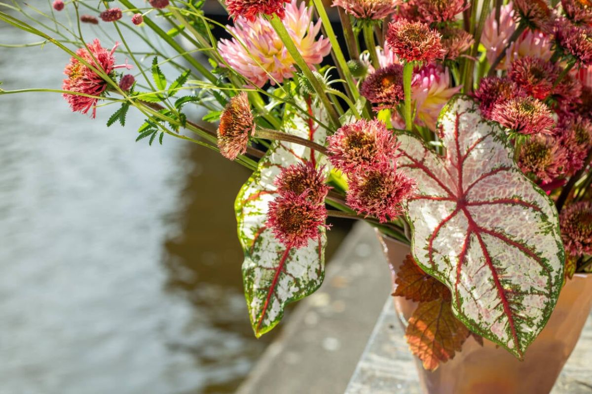 Highlights of Echinacea flowers with plants