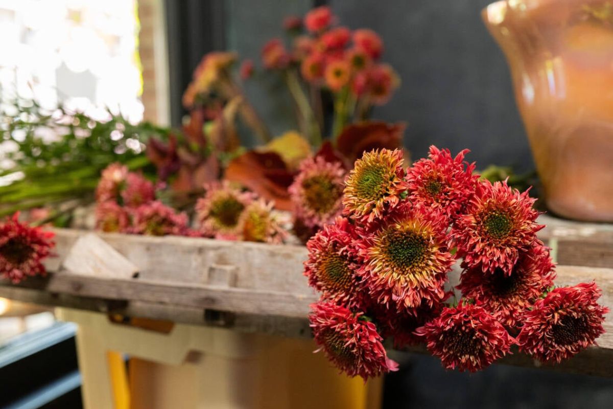 Stems of Echinacea