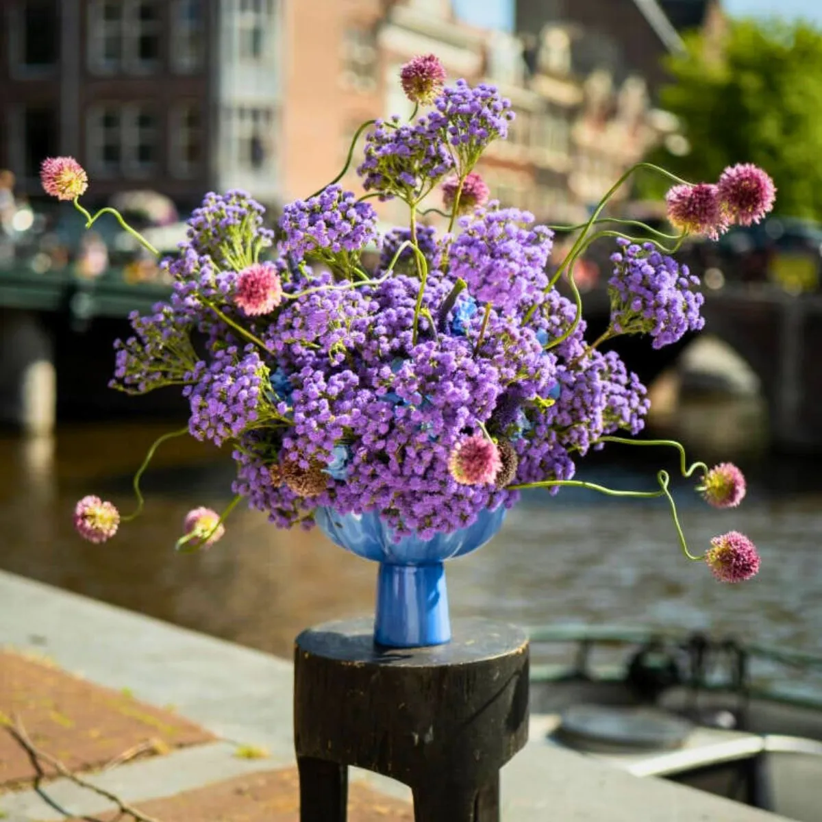 Ageratum JJ