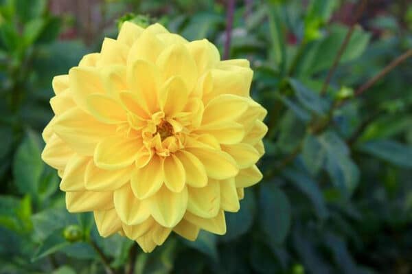Yellow Flower Meanings Dahlia Article On Thursd