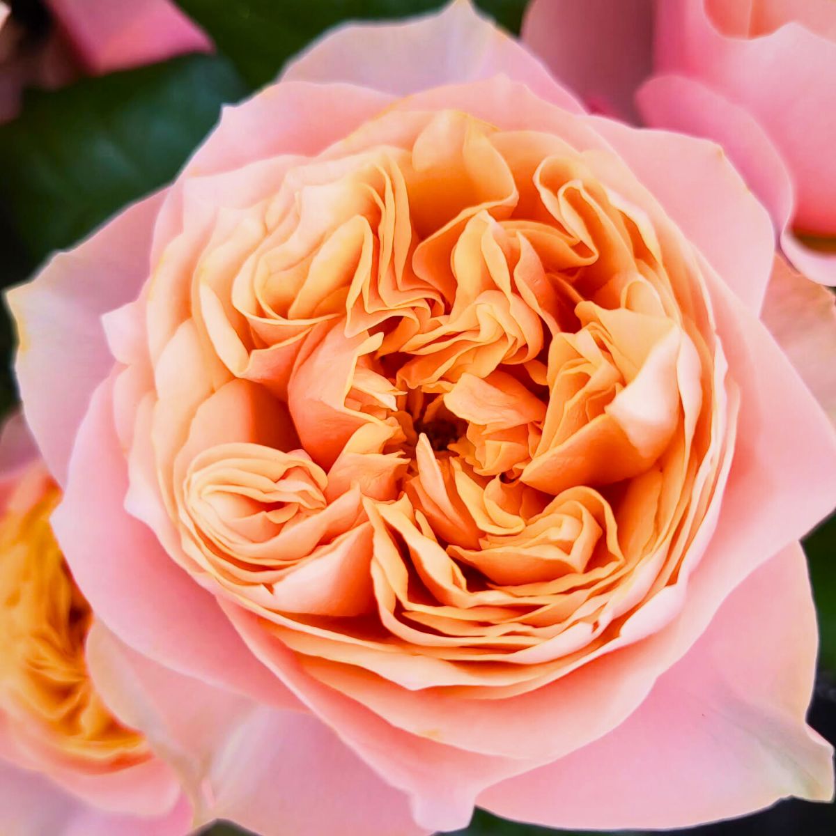 Travel to Wans Roses to See Vuvuzela Roses