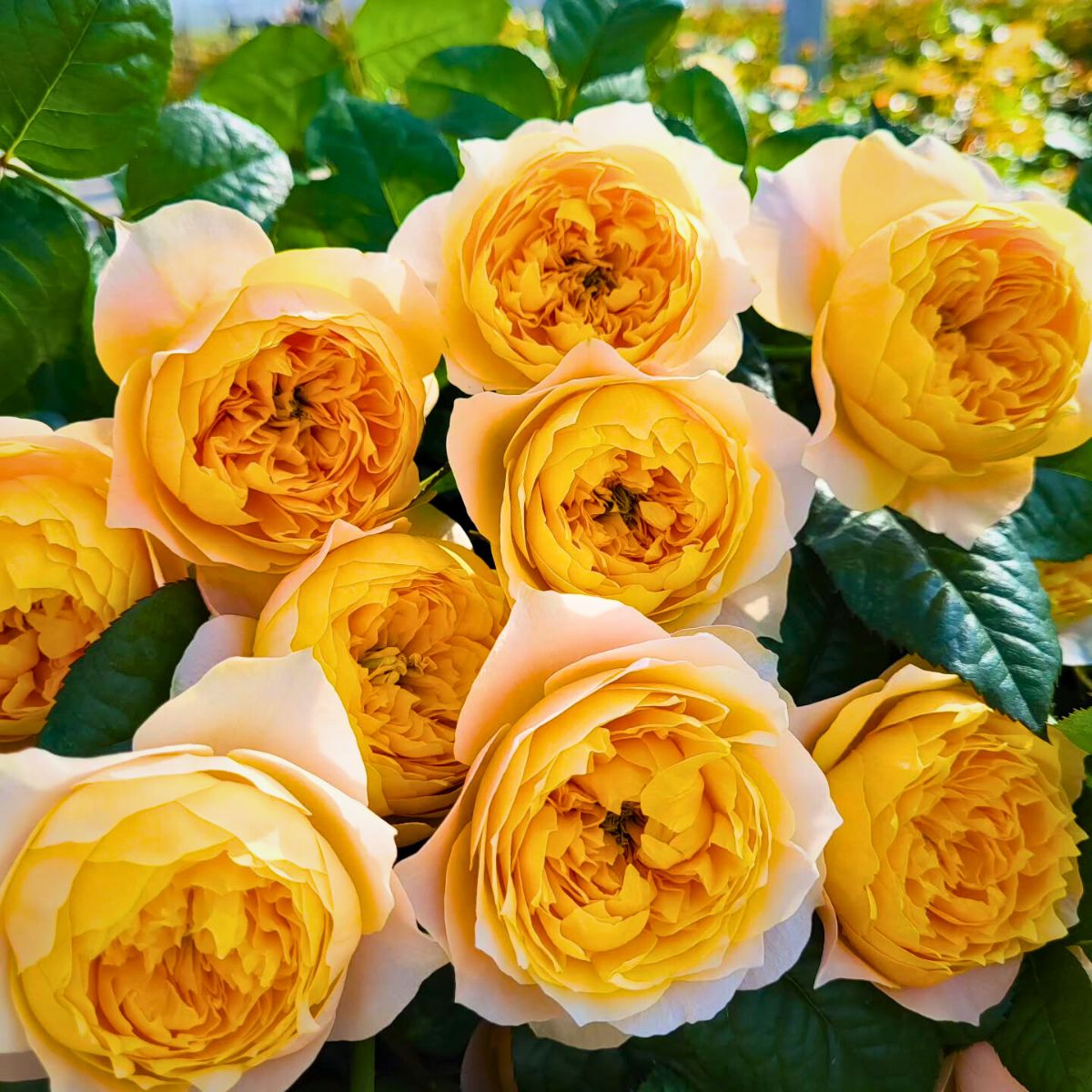 Travel to Wans Roses to See Golden Vuvuzela Roses