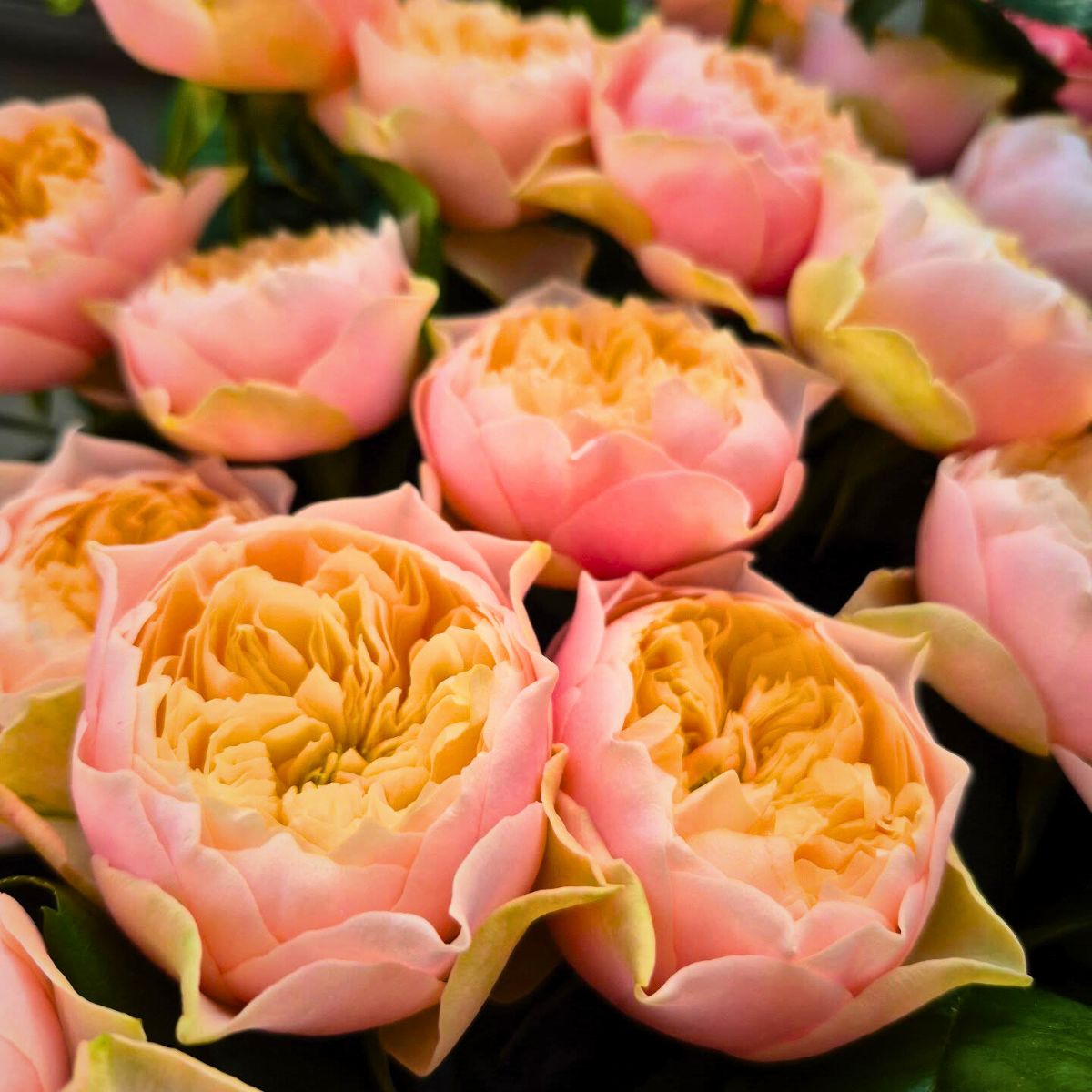 Travel to Wans Roses to See Romantic Vuvuzela