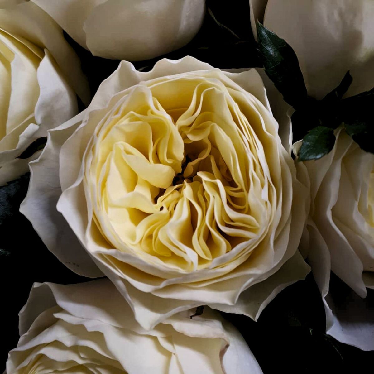 Travel to Wans Roses to See White Vuvuzela Roses by De Ruiter Innovations