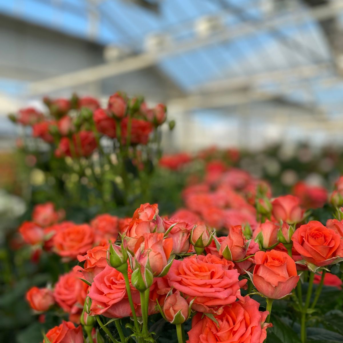 Travel to See These Spray Roses at De Ruiter Innovations
