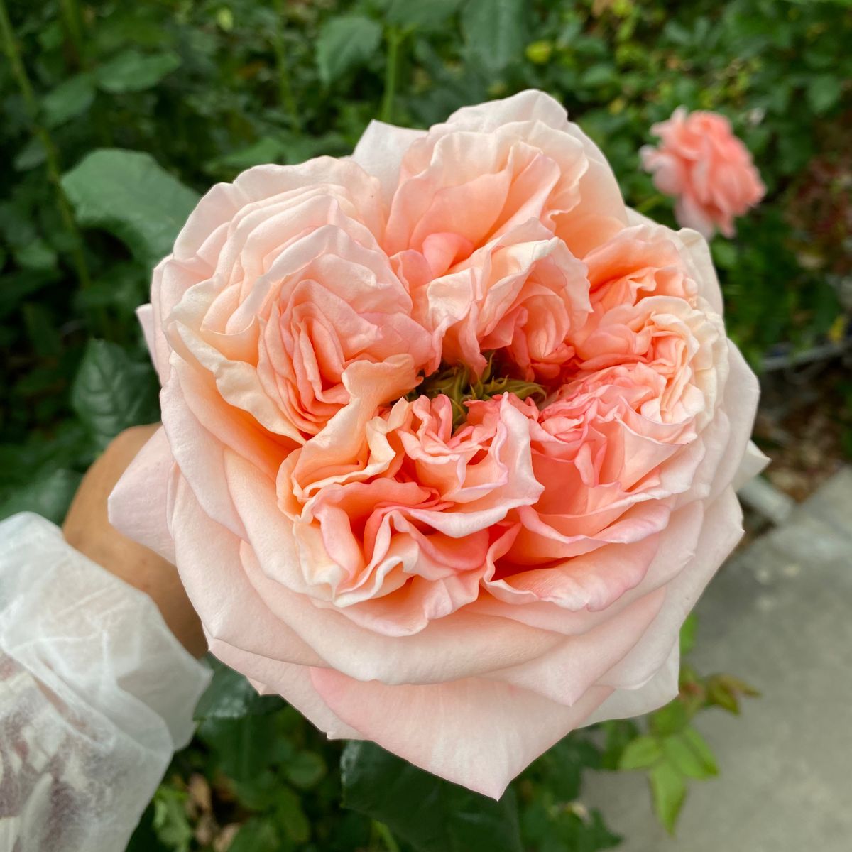 Garden Style Roses at De Ruiter Innovations in Amstelveen
