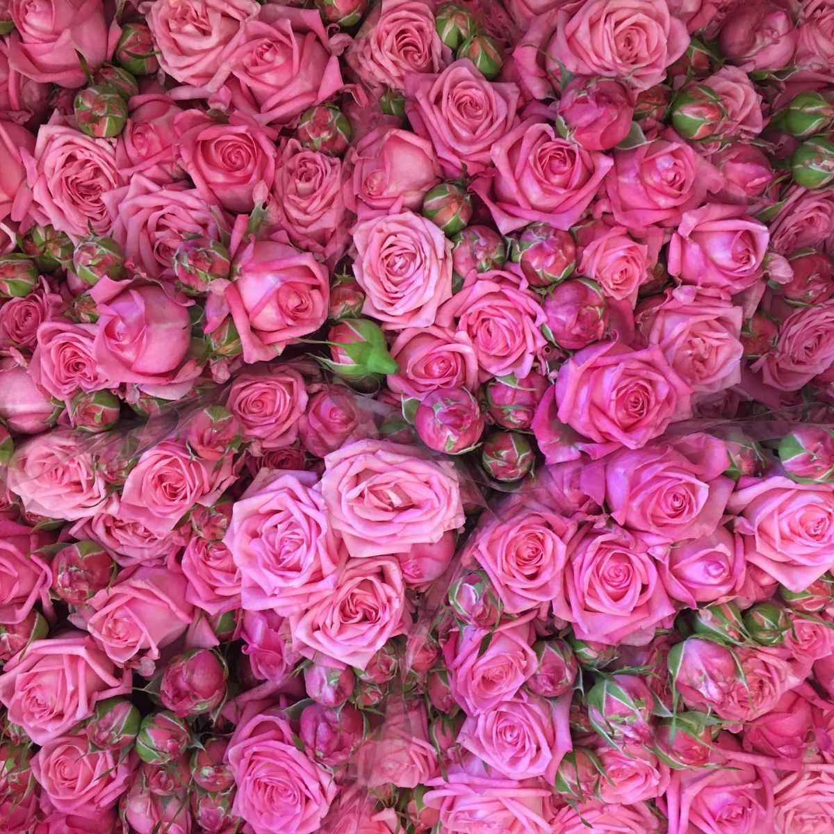 Travel to Voorn Spray Roses to Spot Sweet Bubbels