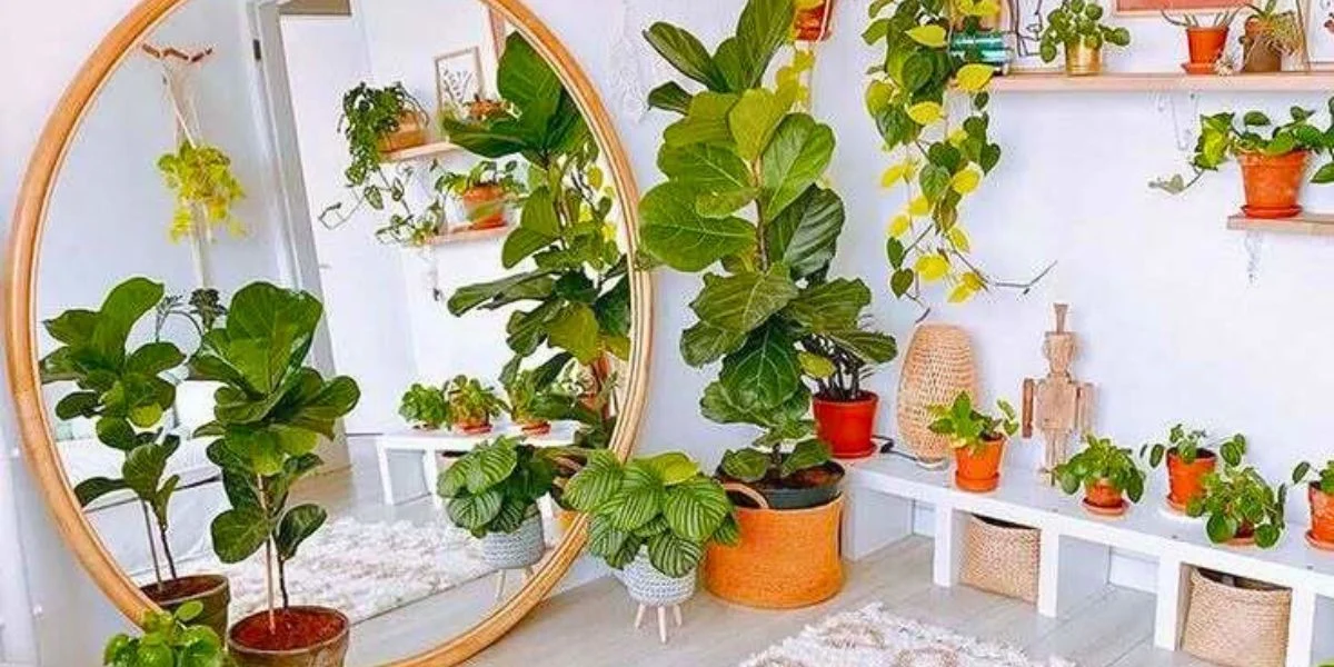Living room plants