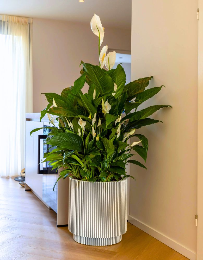 Spathiphyllum in living room by Air so Pure Spathiphyllum in living room by Air so Pure
