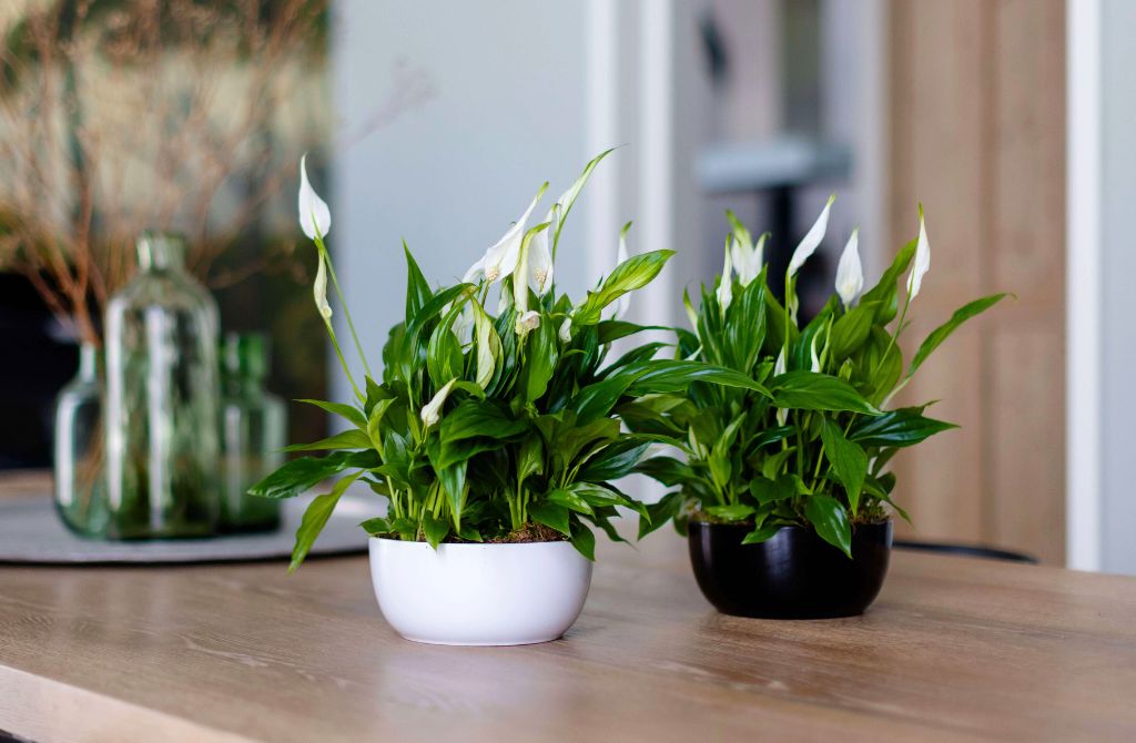 Spathiphyllum on the table by Air So Pure Spathiphyllum on the table by Air So Pure