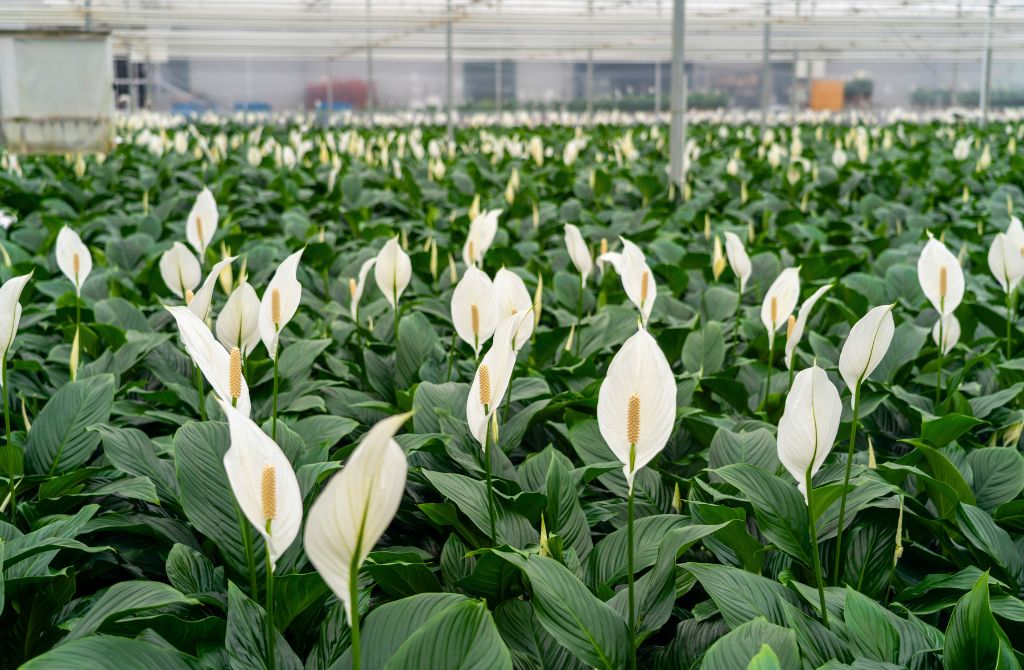 Spathiphyllum in greenhouse by Air So Pure Spathiphyllum in greenhouse by Air So Pure