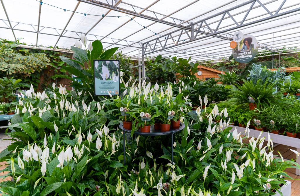 Spathiphyllum store presentation by Air So Pure Spathiphyllum store presentation by Air So Pure