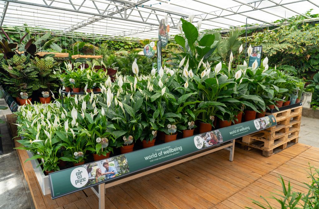 Spathiphyllum store presentation from Air So Pure Spathiphyllum store presentation from Air So Pure