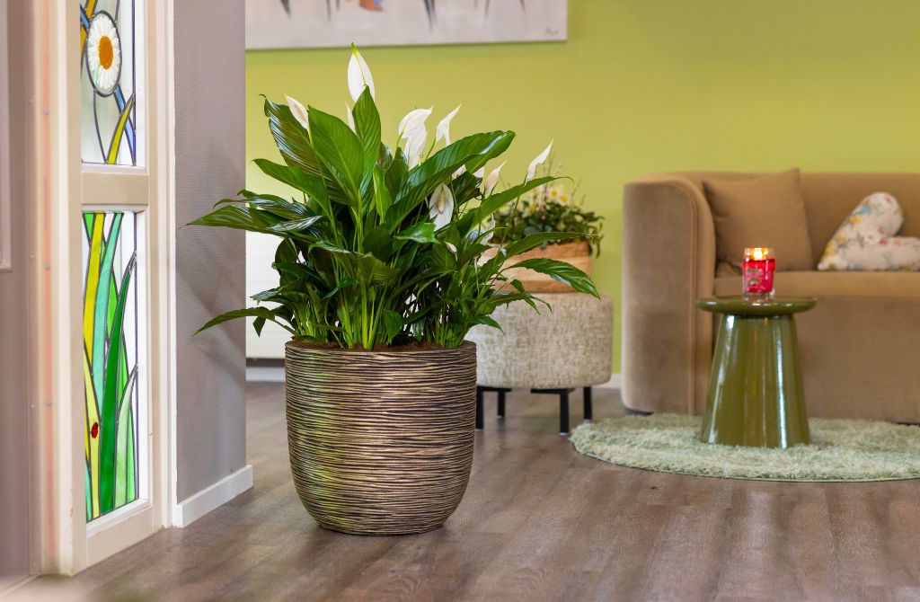 Spathiphyllum in big pot by Air So Pure Spathiphyllum in big pot by Air So Pure