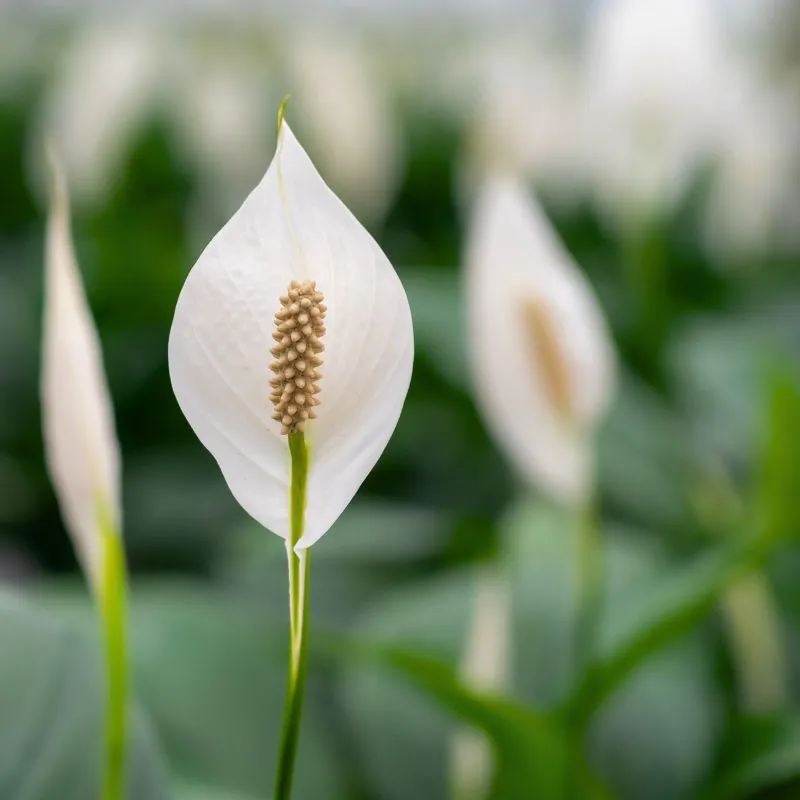 Spathiphyllum by Air So Pure